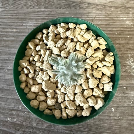 147、Eriospermum dregei