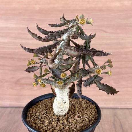 291、Euphorbia cap-saintemariensis