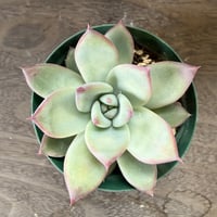 50、Echeveria ’CS-NO-13’ ’lindsayana×Super White’