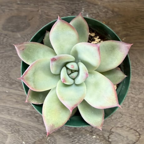 50、Echeveria ’CS-NO-13’ ’lindsayana×Super White’