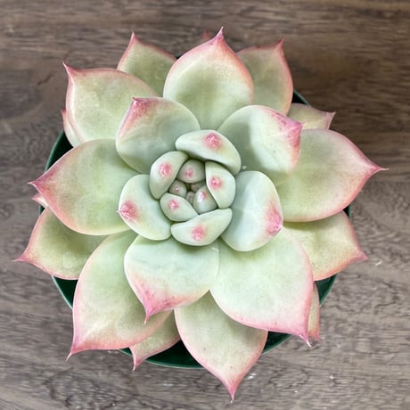 161、Echeveria lindsayana
