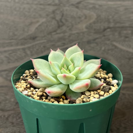 104、Echeveria colorata ‘Gonta‘ seeding