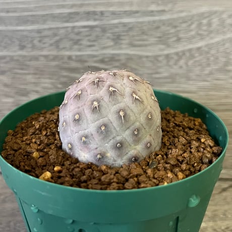 63、Tephrocactus geometricus
