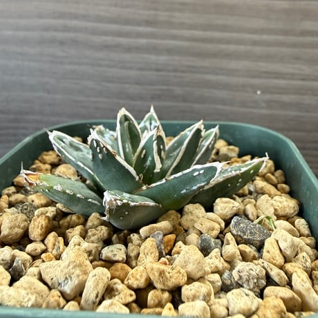 140、Agave 姫笹の雪