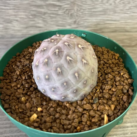 63、Tephrocactus geometricus