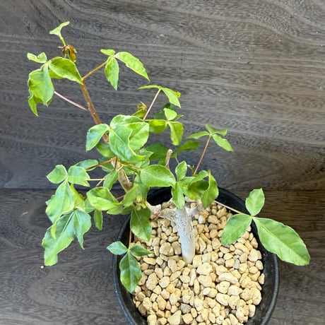 94、Commiphora mildbraedii ‘Black Bark‘