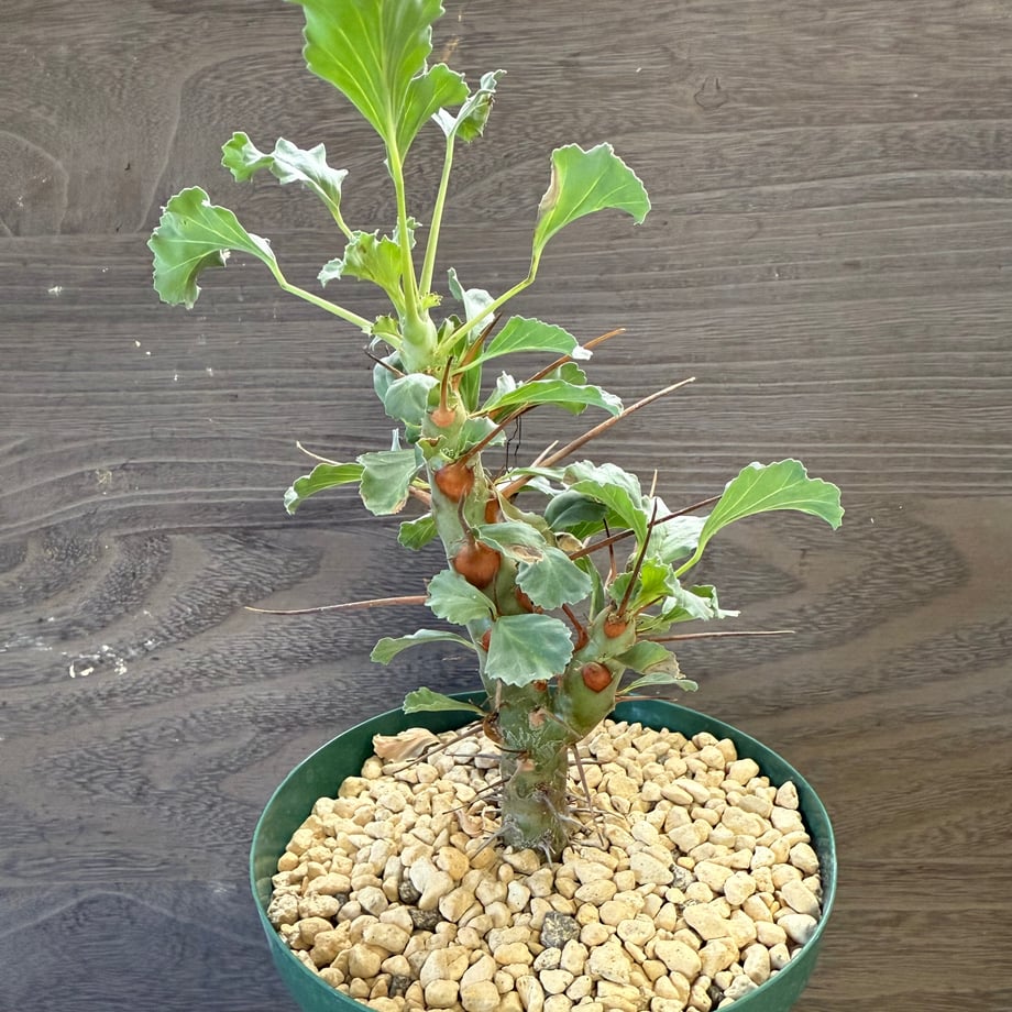 68e869b5b7a32b891334d481