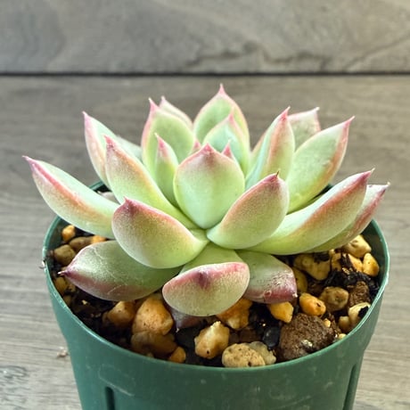 59、Echeveria lindsayana