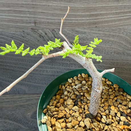 151、Commiphora monstruosa