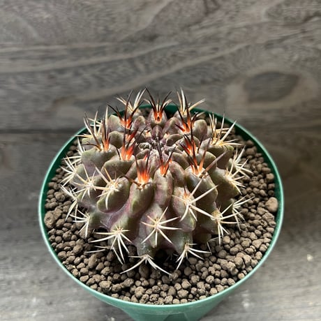 89、Eriosyce pulchella