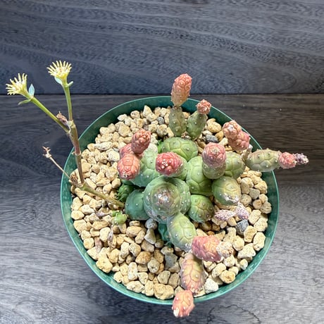 183、Euphorbia globosa