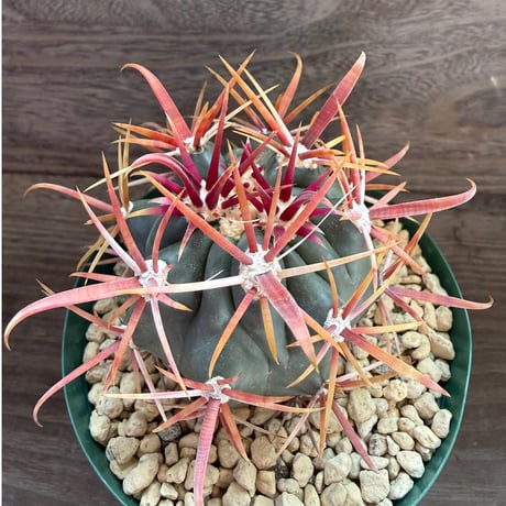 108、Ferocactus 神仙玉