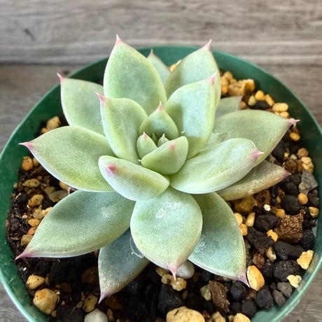 124、Echeveria ‘CS-NO-06‘ ’CPS02×コロラータ旧来型‘