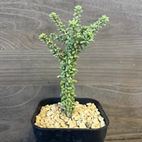 141、Ceraria namaquensis