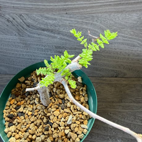 151、Commiphora monstruosa