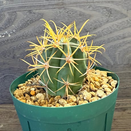 51、Ferocactus 黄刺神仙玉