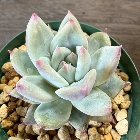 HORIKAWA NURSERY