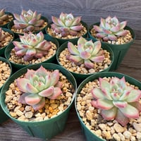 95、Echeveria lindsayana