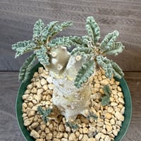 24、Dorstenia lavrani