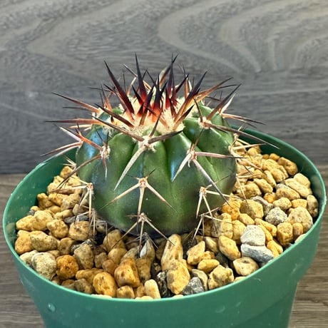 46、Discocactus gigantea