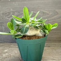 64、Pachypodium brevicaule