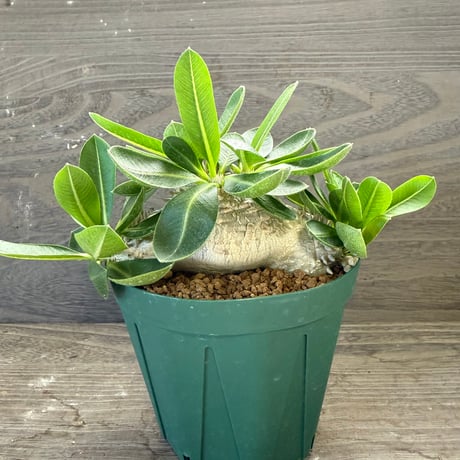 ITEM | HORIKAWA NURSERY