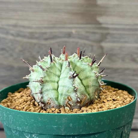 168、Euphorbia ‘ゲンコツホリダ’