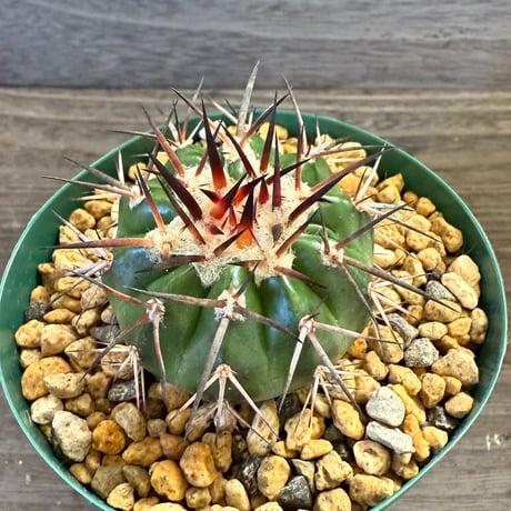 46、Discocactus gigantea