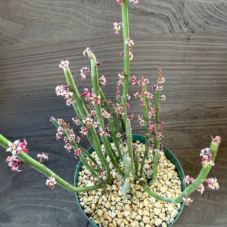106、Euphorbia antisyphilitica
