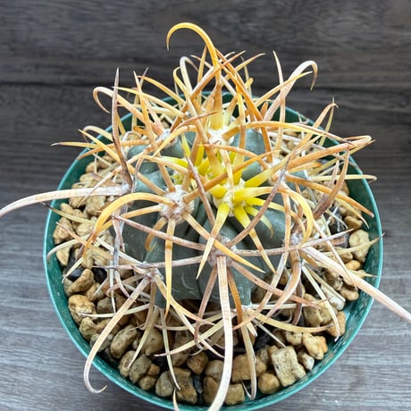 192、Ferocactus 強刺金冠竜