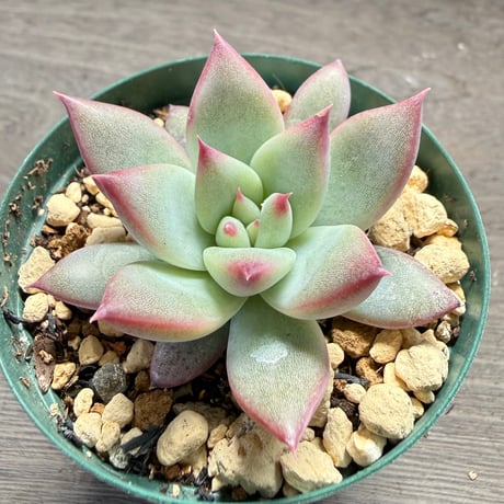 78、Echeveria ‘CS-NO-14‘ ‘Atemajac×Alps‘