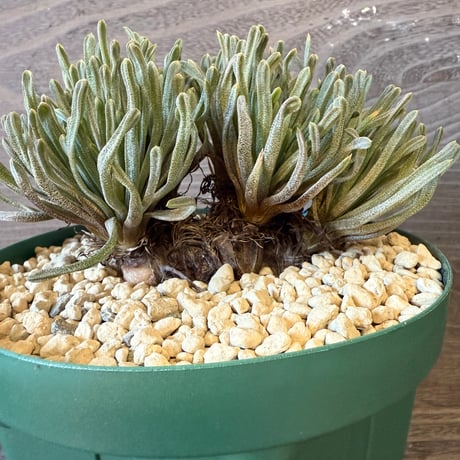 124、Bulbine sp.Nakaberg