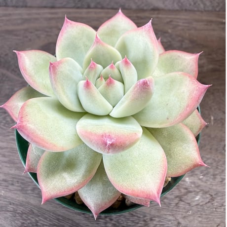 193、Echeveria lindsayana
