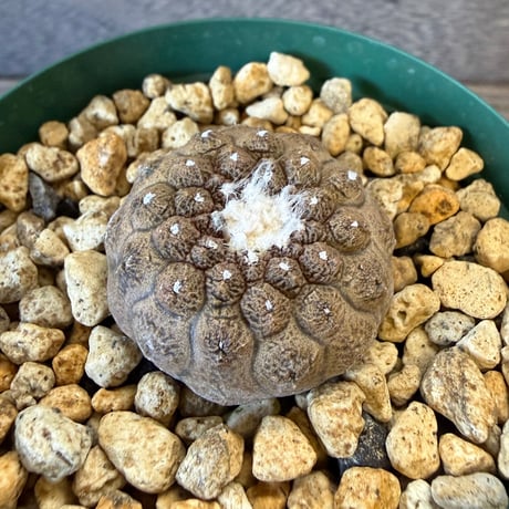 178、Copiapoa hypodaea ’Lizard Skin’