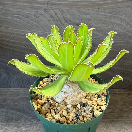 182、Euphorbia venenifica