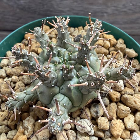 195、Euphorbia decepta