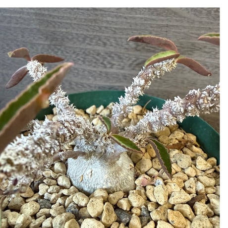 36、Euphorbia suzannae-marnierae
