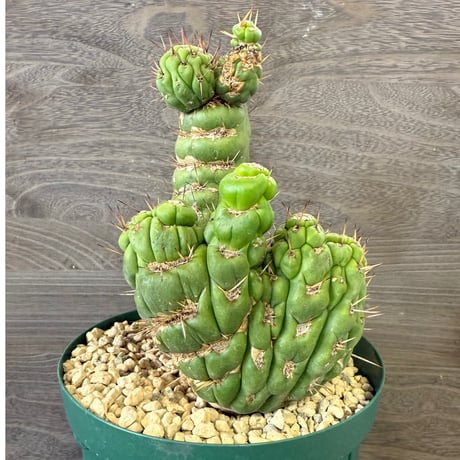 みわちゃん　カクタス　スケルトン　パーチ　細めNo.118特大No.208 みわちゃん カクタス スケルトン パーチ 細めNo.118特大No.208 みわ