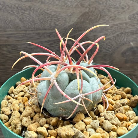 193、Thelocactus 強刺緋冠竜