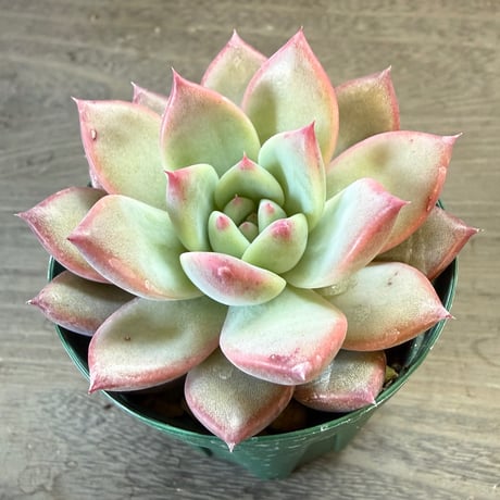 62、Echeveria ‘CS-NO-13‘ ‘lindsayana×Super White‘