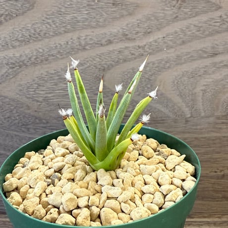 72、Agave albopilosa