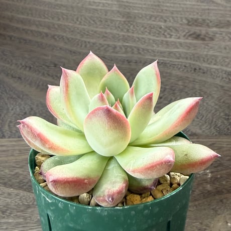 196、Echeveria lindsayana