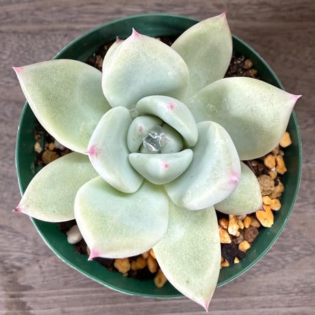 111、Echeveria ‘CS-NO-01‘ ‘Super White‘