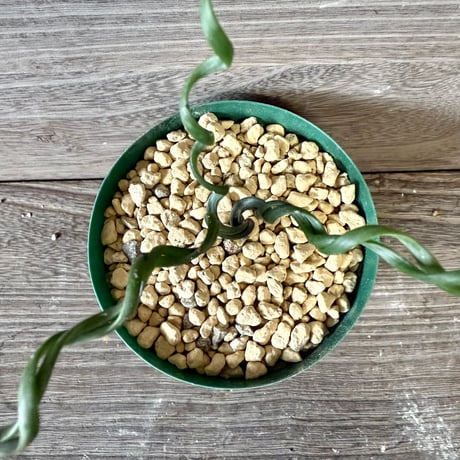 134、Albuca bruce-bayeri