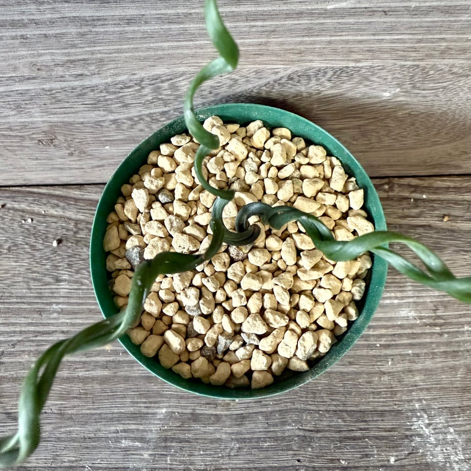 6905cbef3cea4ad1ff89ccca