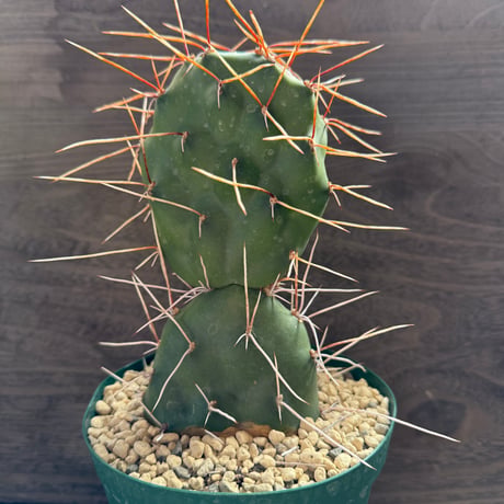 99、Opuntia sulphurea ‘Apache‘