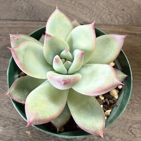 50、Echeveria ’CS-NO-13’ ’lindsayana×Super White’