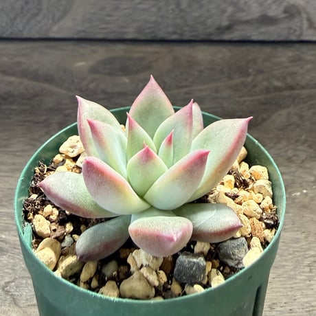 76、Echeveria ‘CS-NO-14‘ ‘Atemajac×Alps‘