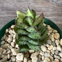 43、Astroloba egregia