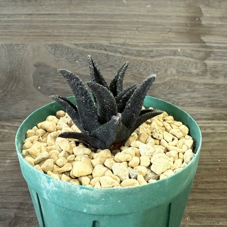 HORIKAWA NURSERY